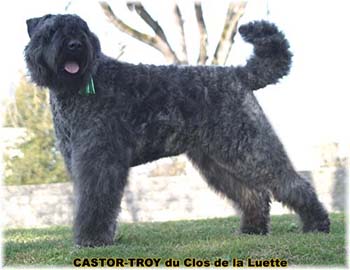 bouvier des flandres du clos de la luette - copyright déposé